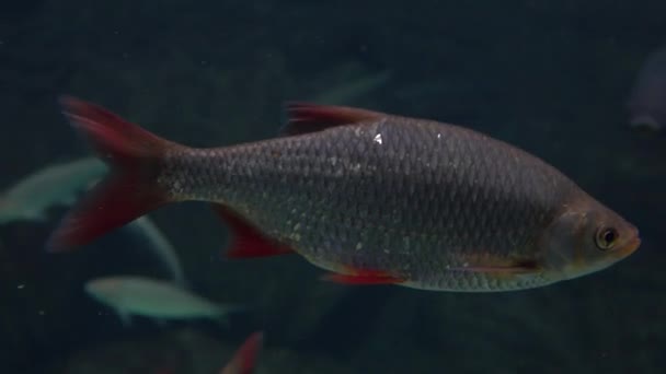 Радд-рыба плавает под водой. 4K крупным планом видео — стоковое видео