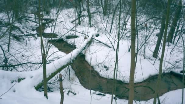 Mooie winter creek in het besneeuwde bos, weids uitzicht van bovenaf — Stockvideo