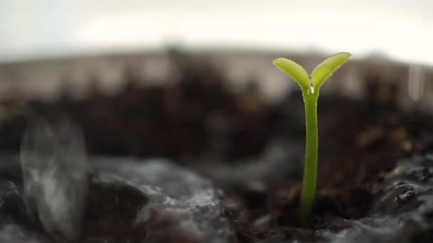 Watering small sprout macro slow motion shot — Stock Video