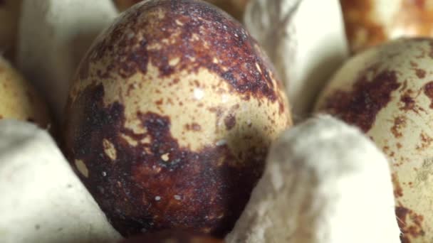 Macro dolly shot of quail eggs in shop packaging — Stock Video