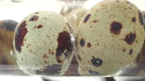 Kokande vaktel ägg makro dolly video — Stockvideo