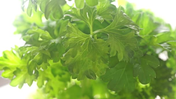 Panneau de mise au point peu profonde de persil tourné sur fond blanc — Video