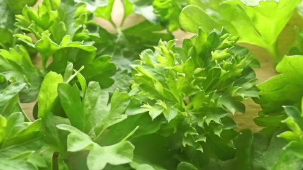 Green parsley leaves close up dolly video — Stock Video