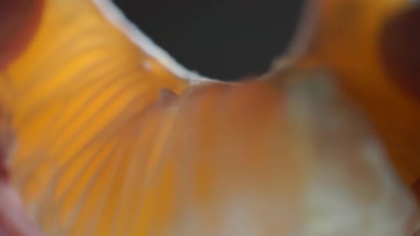 Doigts divisant clous de girofle de mandarine mûre, macro vidéo — Video