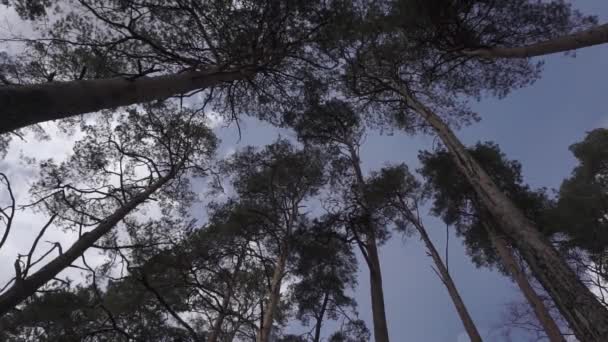 El viento sopla y las ramas de los árboles crujientes — Vídeo de stock