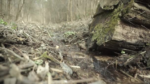 Pequeño arroyo en el bosque — Vídeos de Stock
