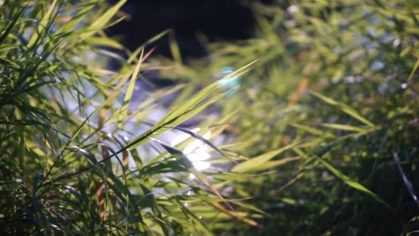 Herbe verte et eau scintillante tir de mise au point peu profonde — Video