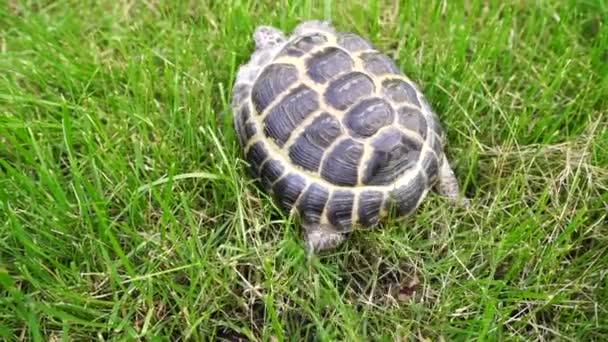 Tortoise kryper i gröngräset — Stockvideo