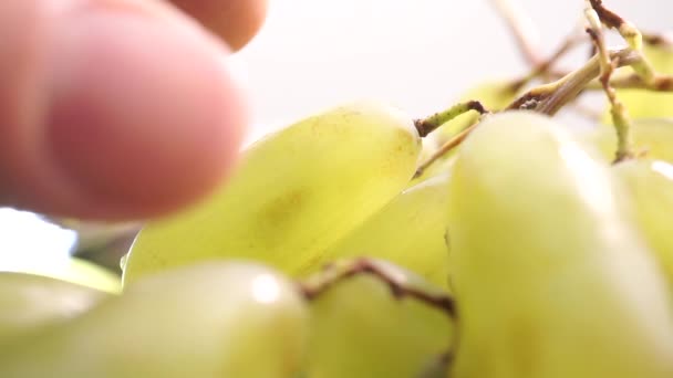 Мужские пальцы отрывают влажный белый виноград, макровидео — стоковое видео