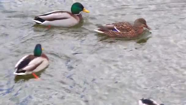 Duck and drake floating on the water — Stock Video