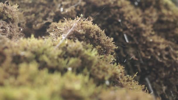 Des gouttes d'eau cristalline qui coulent sur la mousse — Video