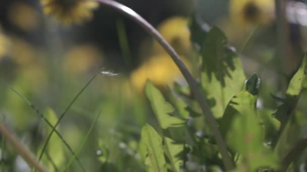 Hermosas flores con tallos de dientes de león — Vídeo de stock