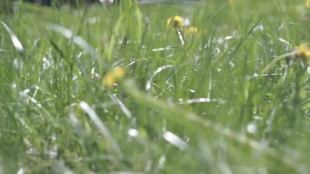 Feld mit Löwenzahn und Laptop im Gras — Stockvideo