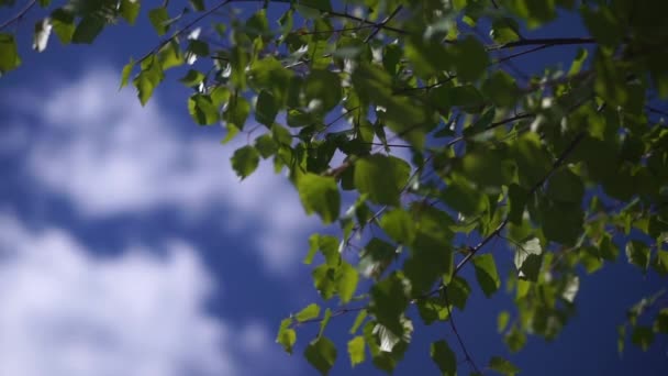 Green leaves on sky background — Stock Video