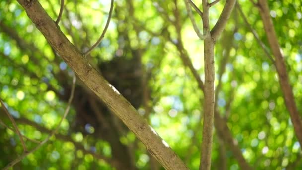 Rami d'albero con foglie verdi — Video Stock