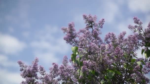 Lilac branches on the sky background — Stock Video