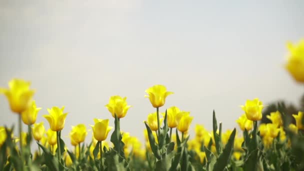 Yellow flowers in a field — Stock Video