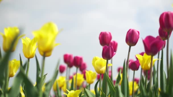 Tulipanes amarillos y rosados en un campo — Vídeo de stock