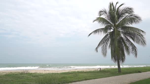 Surfe no mar e palmeira solitária vídeo em câmera lenta no dia nublado — Vídeo de Stock