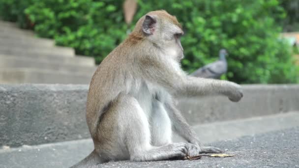 Macaco sentado em asfalto e mastigação, vídeo em câmera lenta. Songkhla, Tailândia — Vídeo de Stock