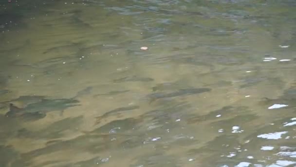 Plenty of fish in mountain river, Thailand — Stock Video