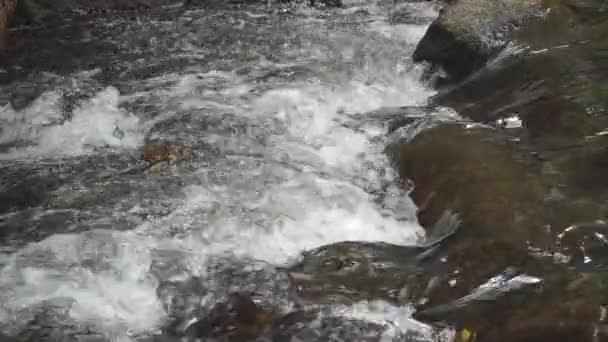 Montaña río rápidos cámara lenta de vídeo — Vídeos de Stock