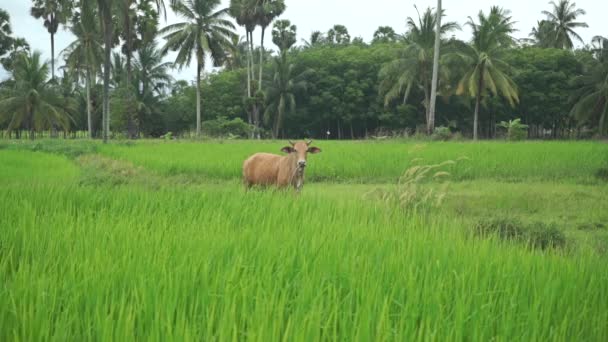 Корова на рисовой плантации, Таиланд — стоковое видео