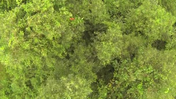 Thai jungle trees, aerial view from above — Stock Video