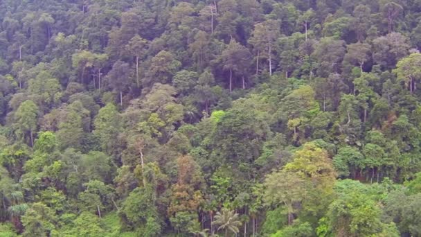 Trees in Thai jungle, aerial video — Stock Video