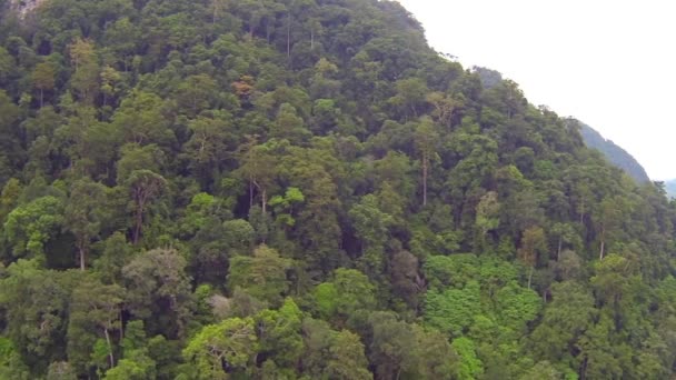 Luftaufnahme aus dem thailändischen Dschungel — Stockvideo