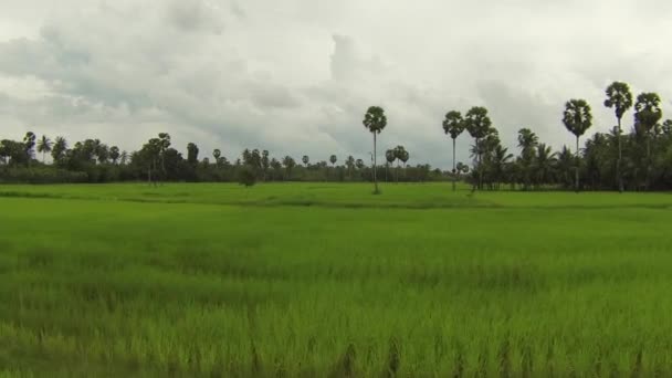 Низкая высота гладкая летать на воздушном видео зеленой плантации риса в Таиланде — стоковое видео