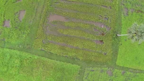 Green rice plantation in Thailand, view from above — Stock Video