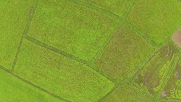 Aerial view of bright green rice plantation in Thailand — Stock Video