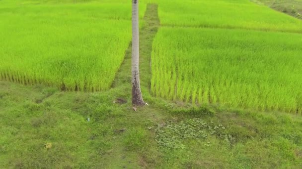 Aerial shot of a palm tree against bright green rice fields in Thailand — Stock Video