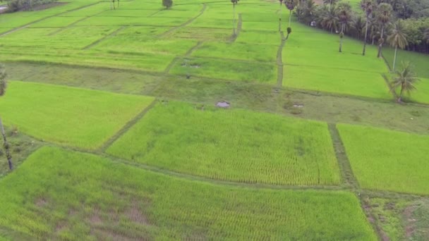 Green rice plantation in Thailand, aerial video — Stock Video