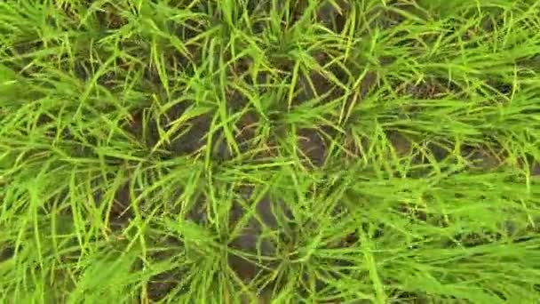 Quadcopter flying low above green rice sprouts — Stock Video