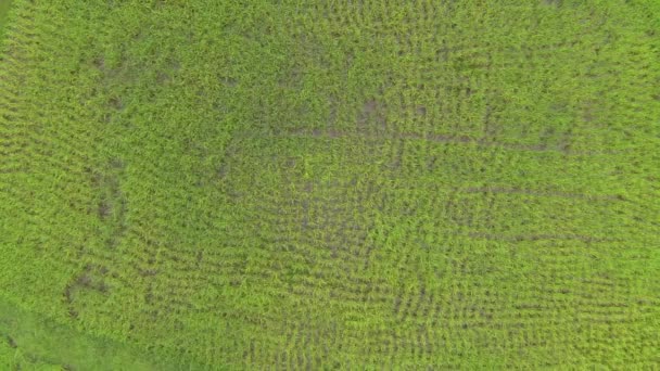 Cámara elevándose lentamente 100 m por encima de la plantación de arroz verde brillante. Vídeo aéreo — Vídeos de Stock