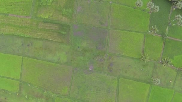 Flight high above Thai rice plantation — Stock Video