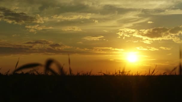 Mooie zomerse zonsondergang time-lapse 4k video — Stockvideo