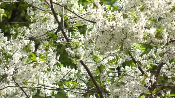 Blühender Kirschgarten an einem sonnigen Tag 4k shot — Stockvideo