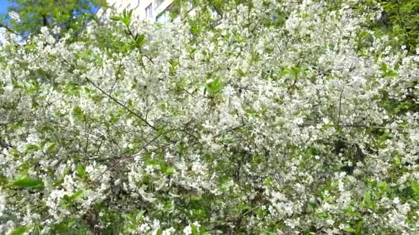 Blommande cherry trädgård på en solig dag 4k pan video — Stockvideo