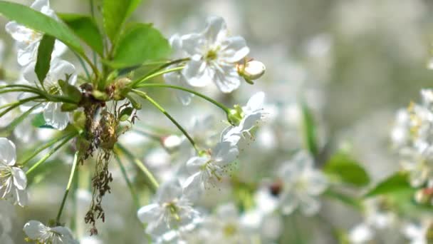 Blooming cherry garden on a sunny day 4K macro shot — Stock Video