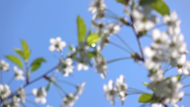 Flor de cerejeira contra o céu ensolarado azul 4K close up vídeo — Vídeo de Stock