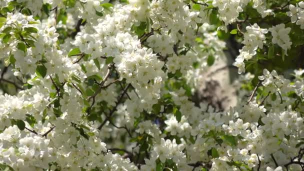 Blooming white garden on a sunny day 4K pan video — Stock Video