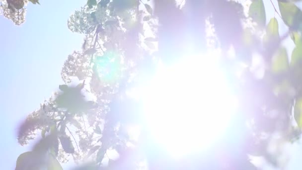 Kirschblüte gegen pralle Sonne 4k -Video — Stockvideo
