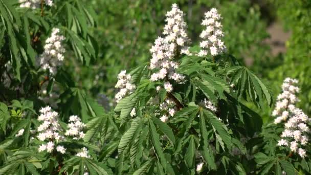 Blommande vita kastanj blommor i vind 4k skott — Stockvideo