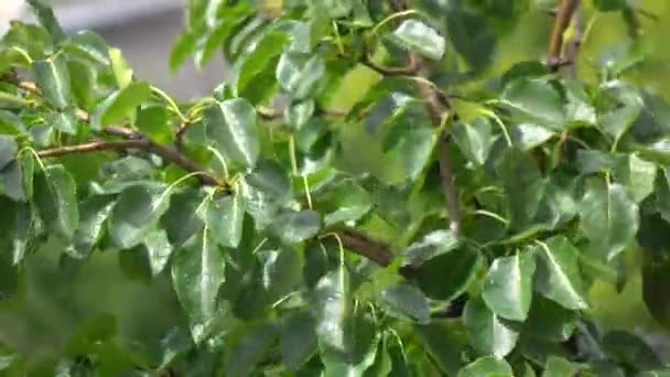 Regen druppels op de bladeren van de boom te zwaaien. Telelens zonnig weer 4k video — Stockvideo