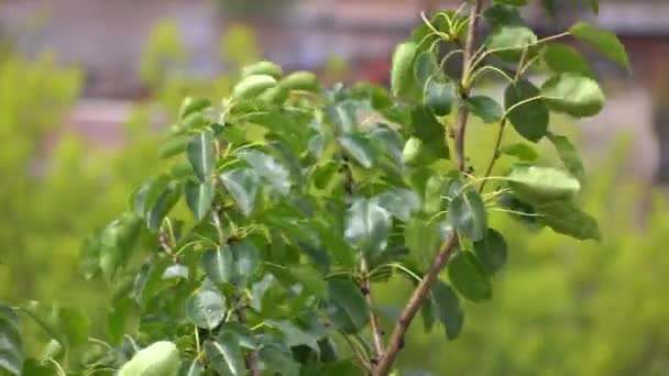 Дощ на махає зеленим листям дерева. Сонячна погода 4K телеоб'єктив кліп — стокове відео
