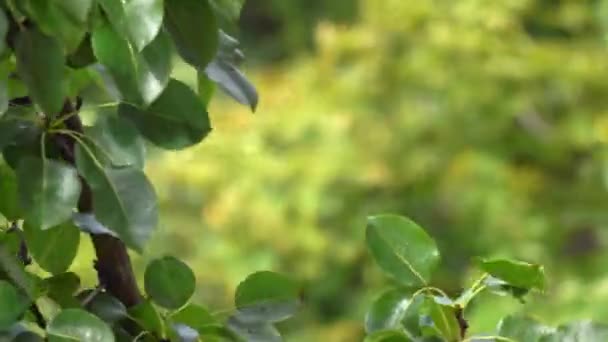 무거운 비 후 젖은 나뭇가지를 구 부리. 화창한 날씨 4 k 망원 렌즈 동영상 — 비디오