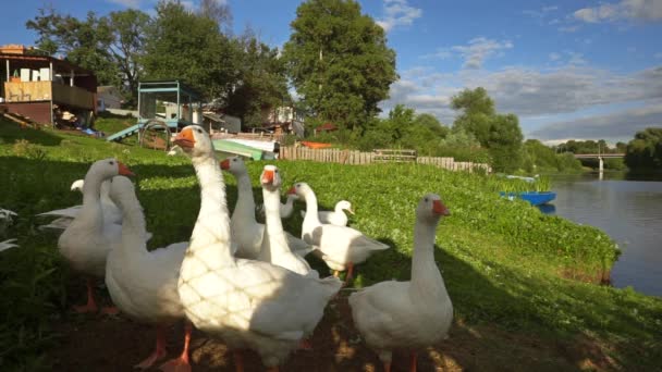 Muchos gansos blancos en la orilla del río hierba tiro en cámara lenta — Vídeos de Stock